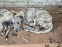 Keeva, a female Irish Wolfhound for sale in Lewisburg, KY – 5 of 8