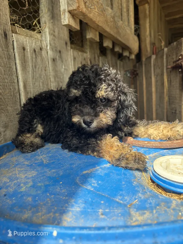 Pierre – Poodle - Toy  puppy for sale in Lewisburg, KY