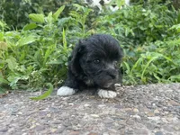 Curly, a male Poodle - Toy  for sale in Lewisburg, KY – 2 of 3