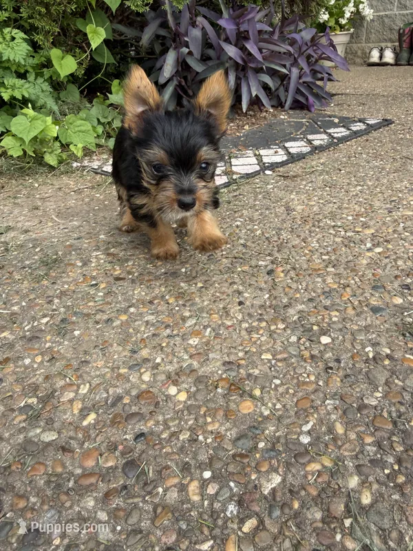 Ivy – Yorkshire Terrier puppy for sale in Lewisburg, KY