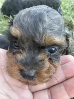 Pierre, a male Poodle - Toy  for sale in Lewisburg, KY – 3 of 4