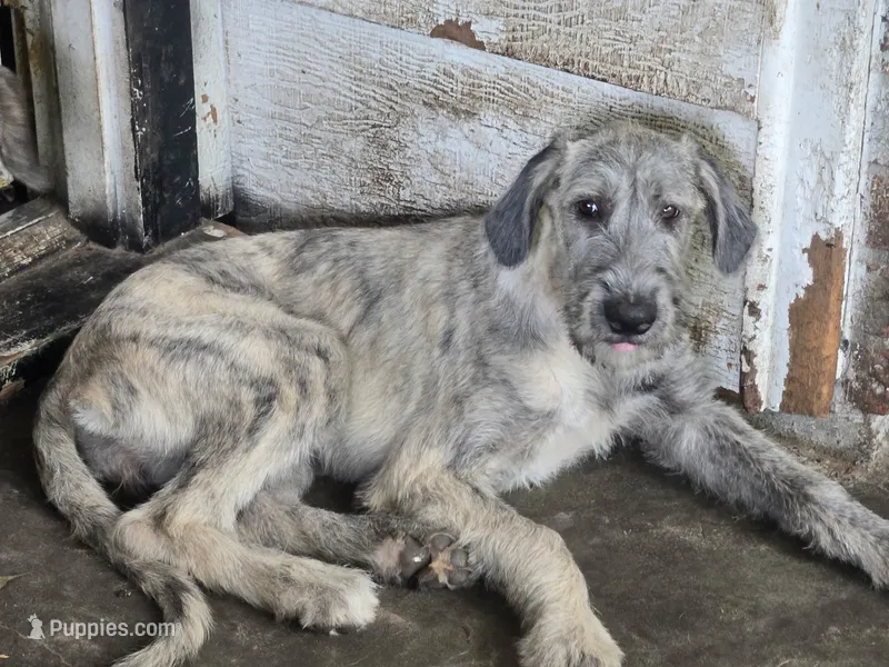Keeva – Irish Wolfhound puppy for sale in Lewisburg, KY