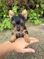 Ivy, a female Yorkshire Terrier for sale in Lewisburg, KY – 4 of 6