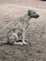 Keeva, a female Irish Wolfhound for sale in Lewisburg, KY – 6 of 8