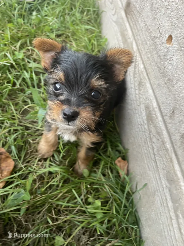 Rue – Yorkshire Terrier puppy for sale in Lewisburg, KY
