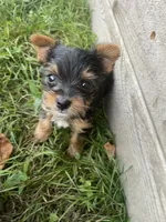 Rue, a female Yorkshire Terrier for sale in Lewisburg, KY – 1 of 2