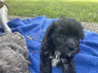 Cricket , a female Poodle - Toy  for sale in Lewisburg, KY – 2 of 3