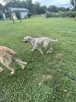 Keeva, a female Irish Wolfhound for sale in Lewisburg, KY – 4 of 4