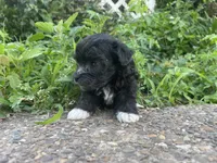Cricket , a female Poodle - Toy  for sale in Lewisburg, KY – 3 of 3