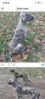 Keeva, a female Irish Wolfhound for sale in Lewisburg, KY – 8 of 8
