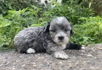 Curly, a male Poodle - Toy  for sale in Lewisburg, KY – 1 of 3