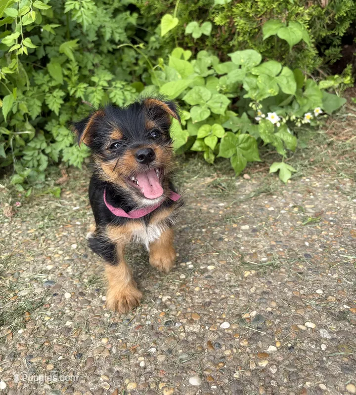 Bloom – Yorkshire Terrier puppy for sale in Lewisburg, KY