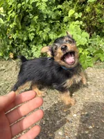 Rue, a female Yorkshire Terrier for sale in Lewisburg, KY – 4 of 6