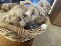 Pooh Bear , a male Cavapoo for sale in Lewisburg, KY – Photo 6 of 8
