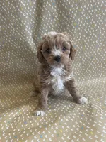 Pooh Bear , a male Cavapoo for sale in Lewisburg, KY – Photo 7 of 8
