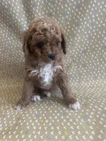 Pooh Bear , a male Cavapoo for sale in Lewisburg, KY – Photo 8 of 8