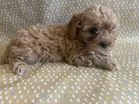 Pooh Bear , a male Cavapoo for sale in Lewisburg, KY – Photo 5 of 8