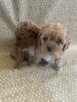 Pooh Bear , a male Cavapoo for sale in Lewisburg, KY – Photo 3 of 8