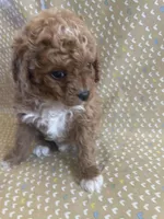 Pooh Bear , a male Cavapoo for sale in Lewisburg, KY – Photo 4 of 8