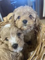 Pooh Bear , a male Cavapoo for sale in Lewisburg, KY – Photo 2 of 8