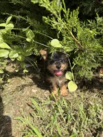 Ivy, a female Yorkshire Terrier for sale in Lewisburg, KY – 6 of 6