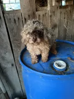 S’more , a male Poodle - Toy  for sale in Lewisburg, KY – 6 of 6