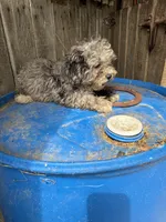 Curly, a male Poodle - Toy  for sale in Lewisburg, KY – 4 of 4