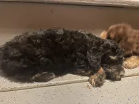 Pierre, a male Poodle - Toy  for sale in Lewisburg, KY – 2 of 4