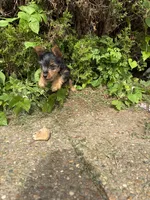 Rue, a female Yorkshire Terrier for sale in Lewisburg, KY – 5 of 6