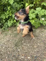Ivy, a female Yorkshire Terrier for sale in Lewisburg, KY – 3 of 6