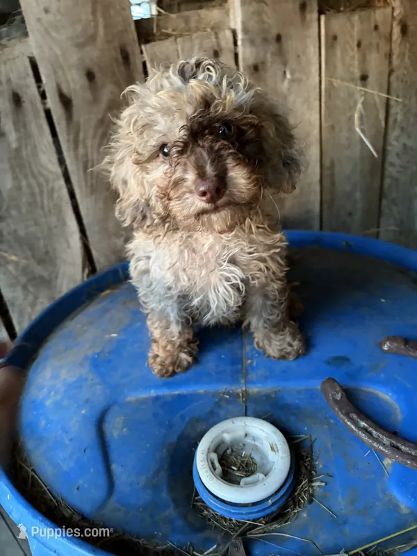 S’more  – Poodle - Toy  puppy for sale in Lewisburg, KY