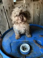 S’more , a male Poodle - Toy  for sale in Lewisburg, KY – 1 of 6