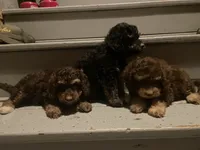 Pierre, a male Poodle - Toy  for sale in Lewisburg, KY – 4 of 4