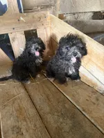 Cricket , a female Poodle - Toy  for sale in Lewisburg, KY – 5 of 5