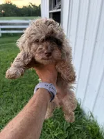 S’more , a male Poodle - Toy  for sale in Lewisburg, KY – 4 of 6