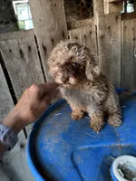S’more , a male Poodle - Toy  for sale in Lewisburg, KY – 5 of 6