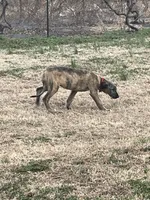Fergie, a female Irish Wolfhound for sale in Lewisburg, KY – Photo 3 of 7