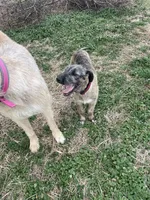 Fergie, a female Irish Wolfhound for sale in Lewisburg, KY – Photo 6 of 7