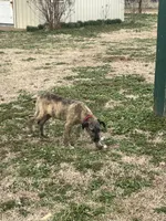 Fergie, a female Irish Wolfhound for sale in Lewisburg, KY – Photo 4 of 7