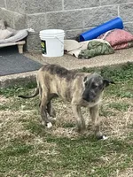 Fergie, a female Irish Wolfhound for sale in Lewisburg, KY – Photo 1 of 7