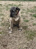 Fergie, a female Irish Wolfhound for sale in Lewisburg, KY – Photo 5 of 7