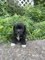 Cricket , a female Poodle - Toy  for sale in Lewisburg, KY – 1 of 3