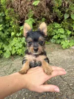 Ivy, a female Yorkshire Terrier for sale in Lewisburg, KY – 5 of 6