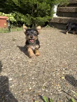 Ivy, a female Yorkshire Terrier for sale in Lewisburg, KY – 2 of 6