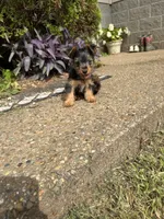 Bloom, a female Yorkshire Terrier for sale in Lewisburg, KY – 3 of 4