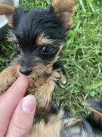 Rue, a female Yorkshire Terrier for sale in Lewisburg, KY – 2 of 2