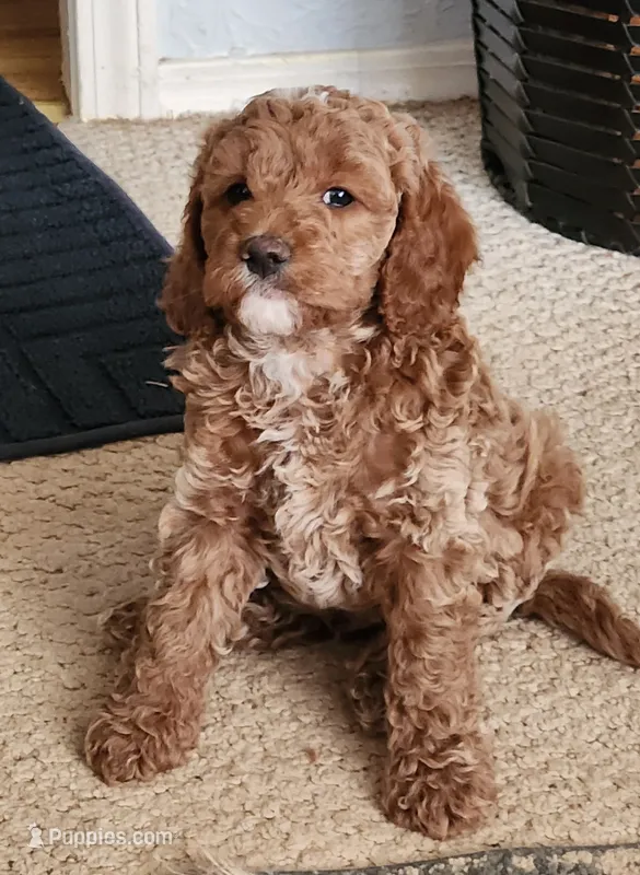 Felix – Cockapoo puppy for sale in Ozark, AR