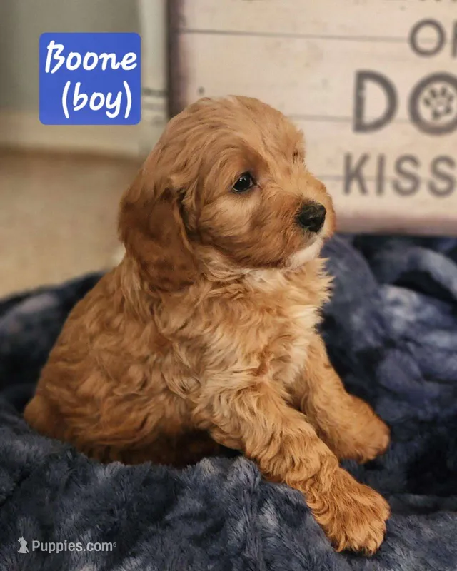 Boone – Cockapoo puppy for sale in Ozark, AR