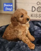 Boone, a male Cockapoo for sale in Ozark, AR – 3 of 3