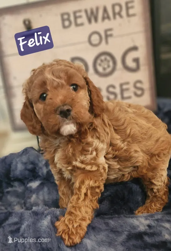 Felix  – Cockapoo puppy for sale in Ozark, AR